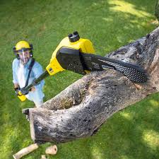 Best Organic Lawn Care Solutions  in St Elmo, IL
