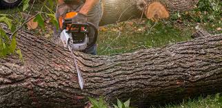 Best Hazardous Tree Removal  in St Elmo, IL