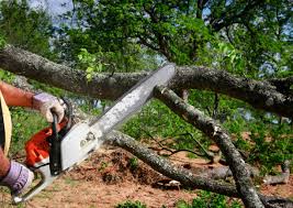 Reliable St Elmo, IL Tree Services Solutions