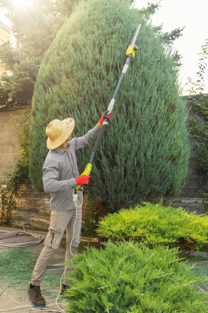 Best Stump Grinding and Removal  in St Elmo, IL