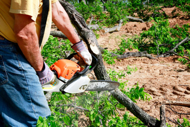 Best Aeration Services  in St Elmo, IL